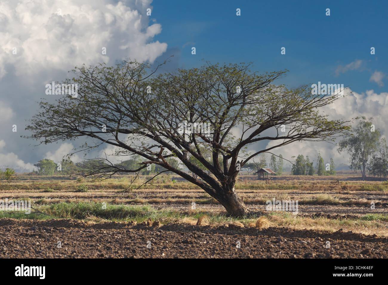 Una vista mozzafiato di un albero solitario che si erge alto sullo sfondo di un cielo blu punteggiato da nuvole bianche, che mostra la serena bellezza della natura Foto Stock