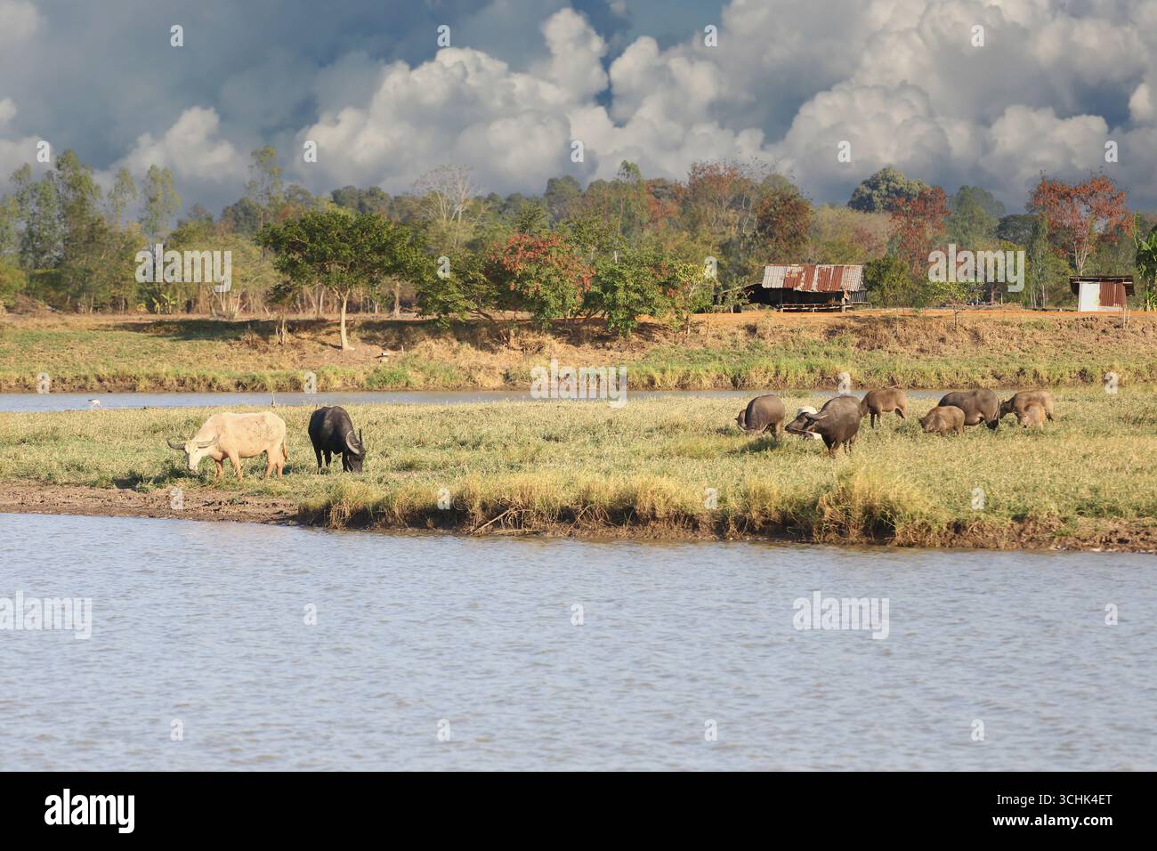 Un tranquillo paesaggio rurale con bestiame al pascolo vicino a un corpo d'acqua calmo, sullo sfondo di un cielo blu con nuvole spettacolari, che enfatizzano il natu Foto Stock