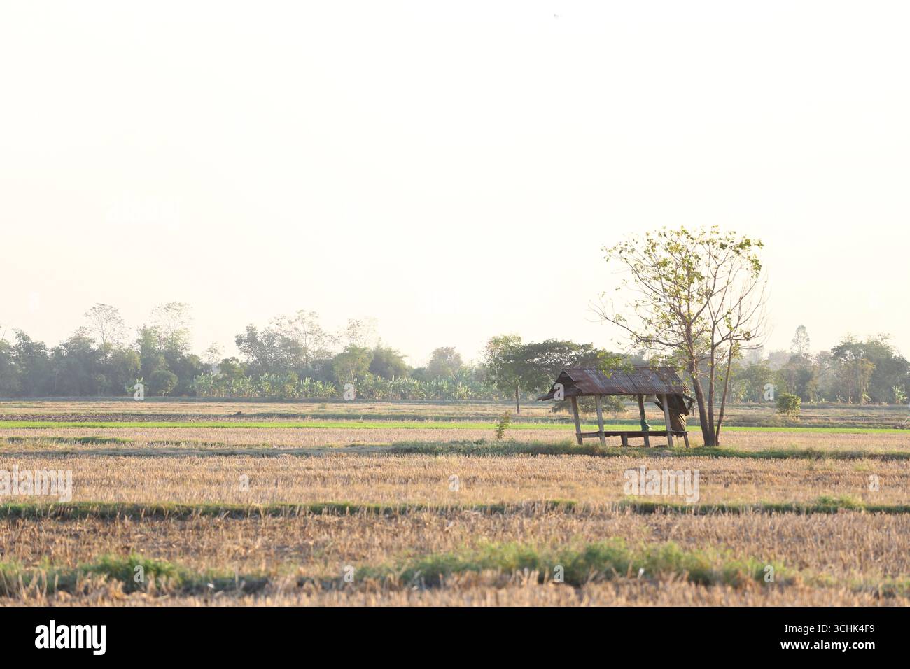 Un tranquillo paesaggio di risaie che mostra una capanna solitaria e un albero solitario, bagnato dalla calda luce del sole durante il tramonto, evocando sensazioni di calma e solitudine Foto Stock