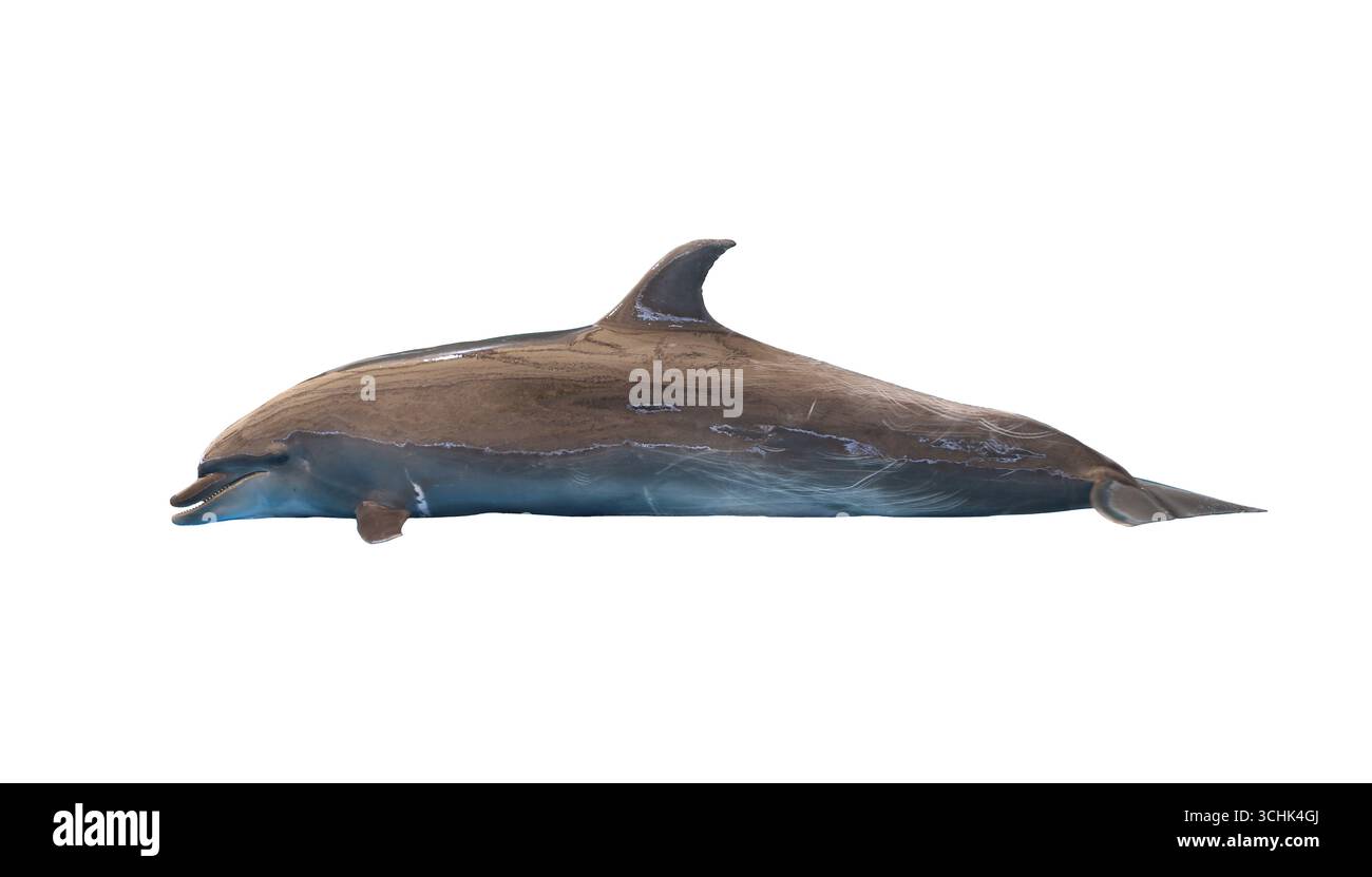 Un delfino isolato su sfondo bianco e con sentieri di ritaglio, catturando la bellezza della vita oceanica e delle meraviglie della natura in un ambiente sereno. Foto Stock