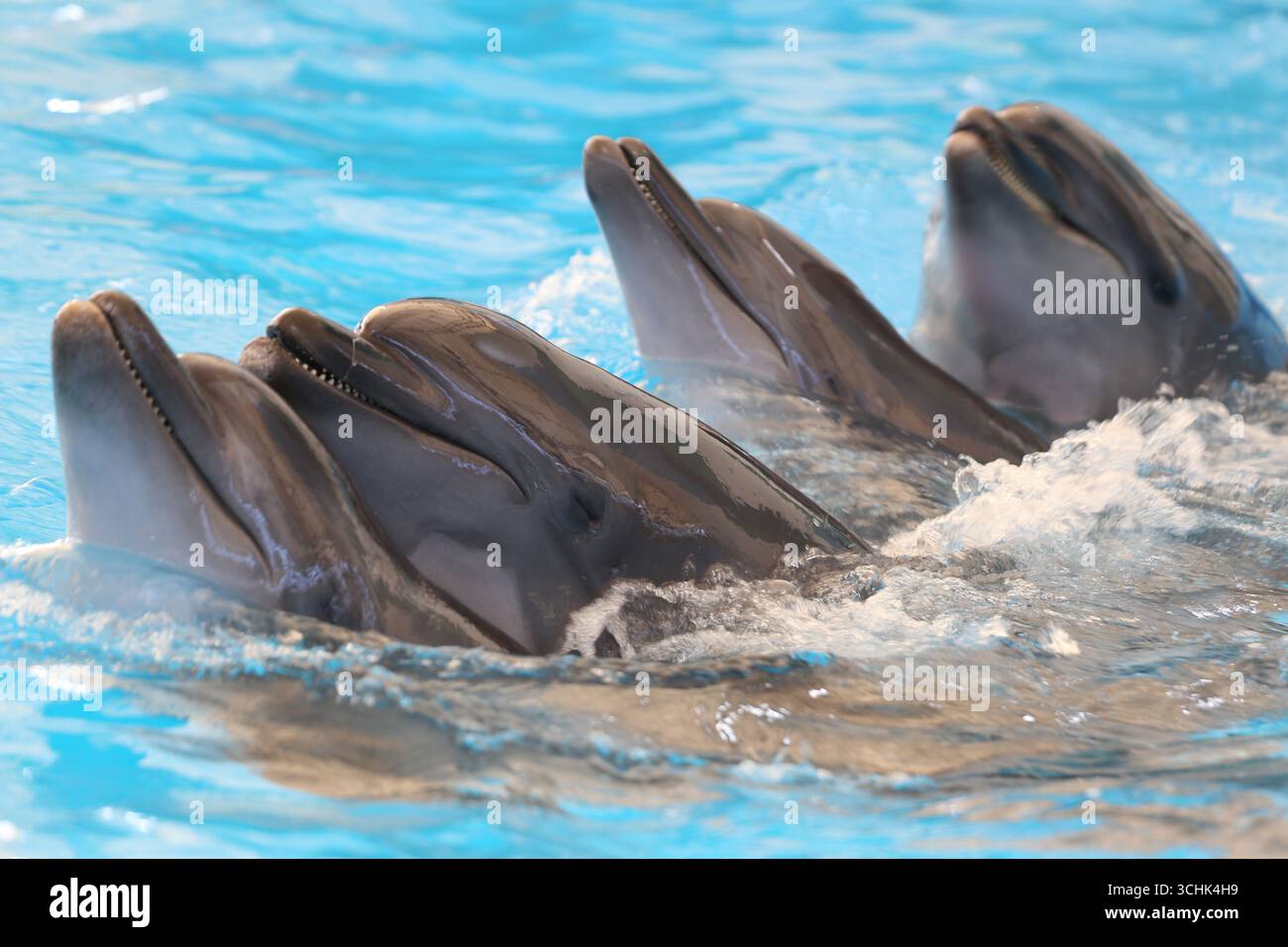Quattro delfini nuotano gioiosamente in una vivace piscina blu, mostrando la loro natura giocosa e intelligenza. Perfetto per gli amanti della vita marina e della natura Foto Stock
