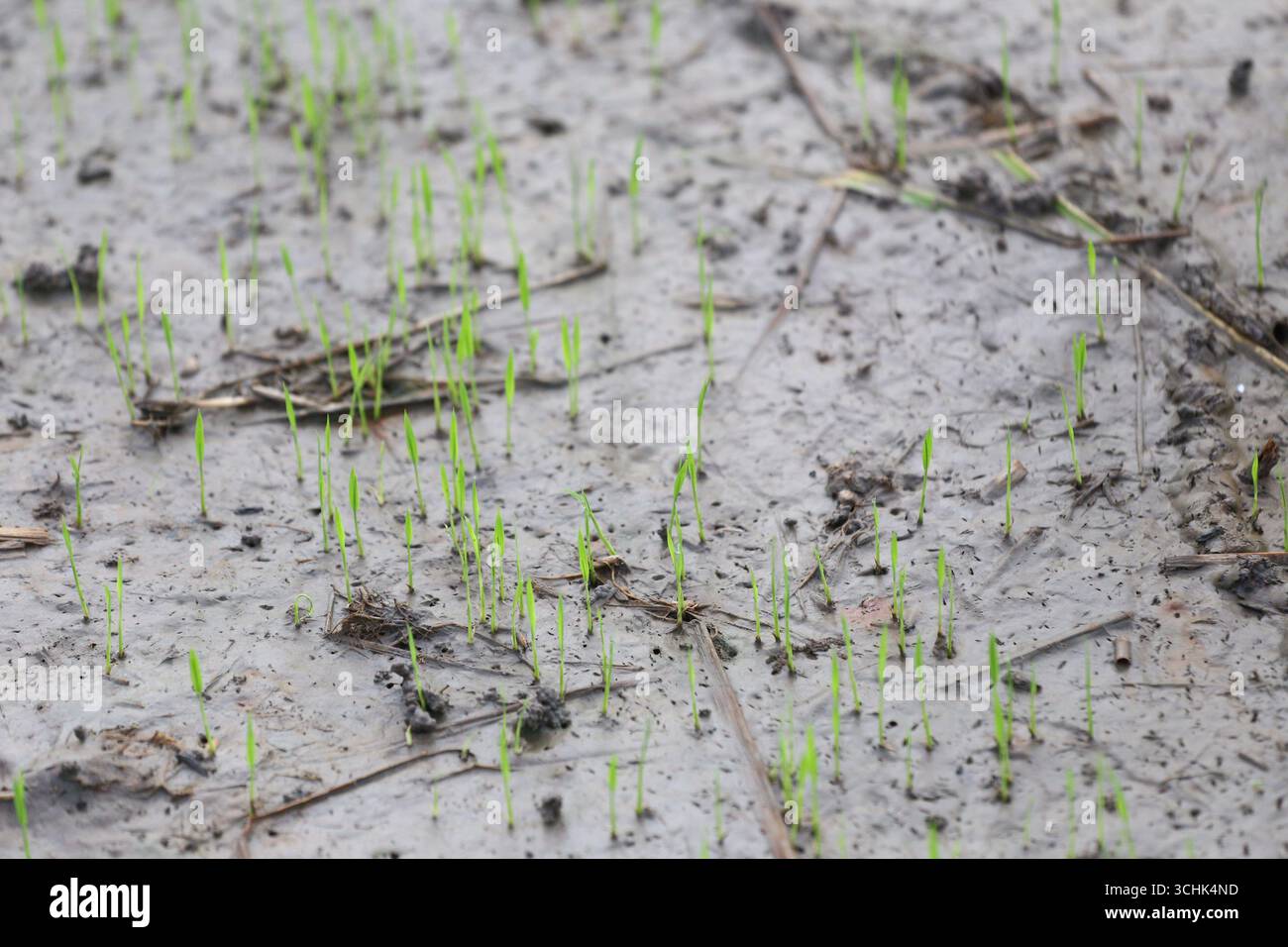 Riso fresco di germogli verdi dal terreno umido, che mostra le prime fasi di crescita in un campo agricolo. Questa immagine cattura l'essenza della natura" Foto Stock