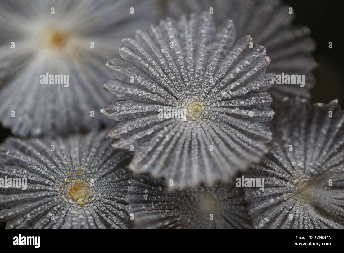 Funghi velenosi, isolati su sfondo bianco e percorsi di ritaglio. Foto Stock
