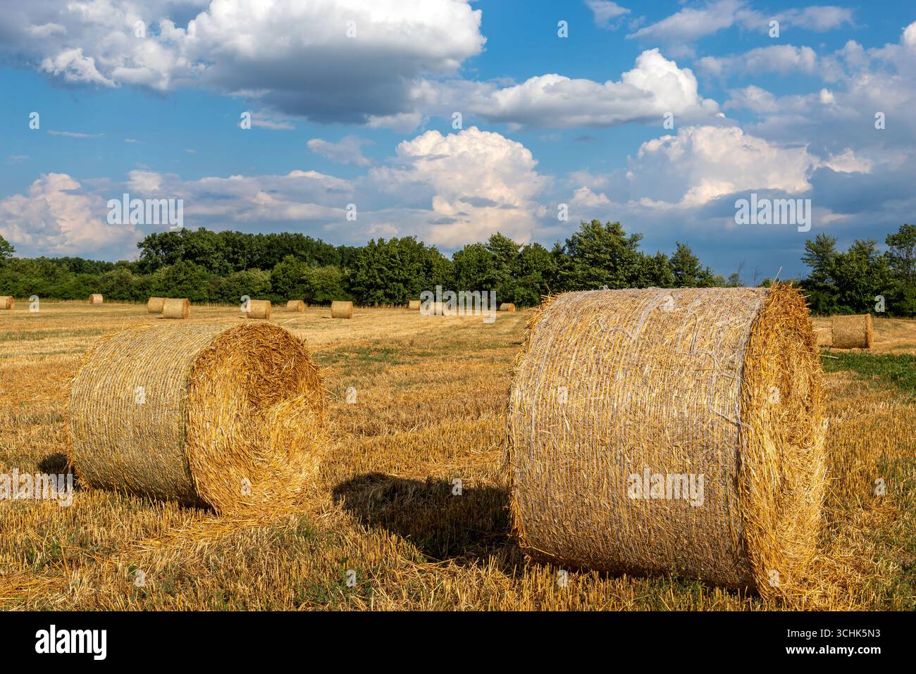 Balle di paglia rotonde in un campo di stoppia e grandi nuvole bianche nel cielo blu nelle giornate di sole. Foto Stock