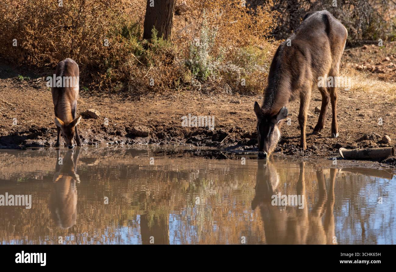 Waterbuck e il suo cucciolo bevono in un pozzo d'acqua Foto Stock