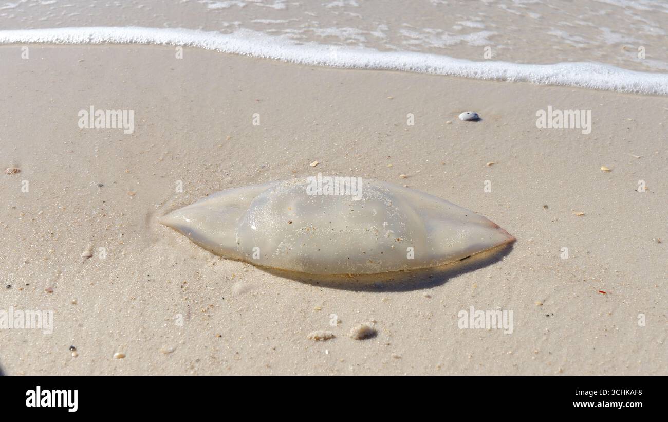 Le meduse morte riposano sulla spiaggia sabbiosa, con dolci onde che si infrangono nelle vicinanze, mostrando il delicato equilibrio degli ecosistemi marini e la bellezza della natura Foto Stock