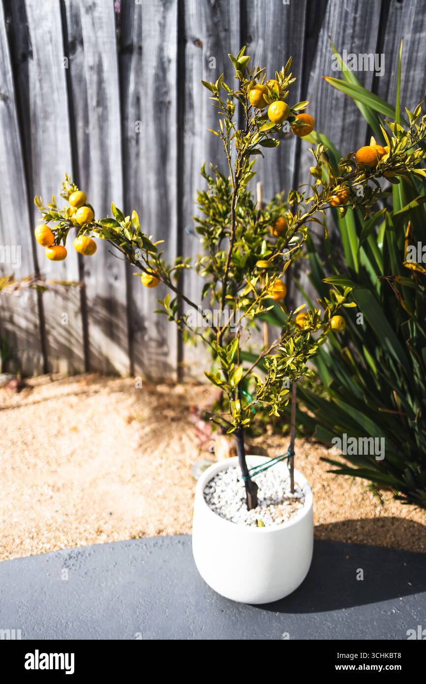 piccolo albero di mandarino con frutta matura in pentola bianca accanto alla recinzione di legno nel bellissimo cortile posteriore Foto Stock piccolo albero di mandarino con frutta matura in pentola bianca accanto alla recinzione di legno nel bellissimo cortile posteriore Foto Stock