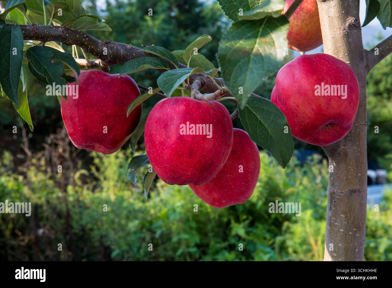 Rami di meli rossi maturi Foto Stock