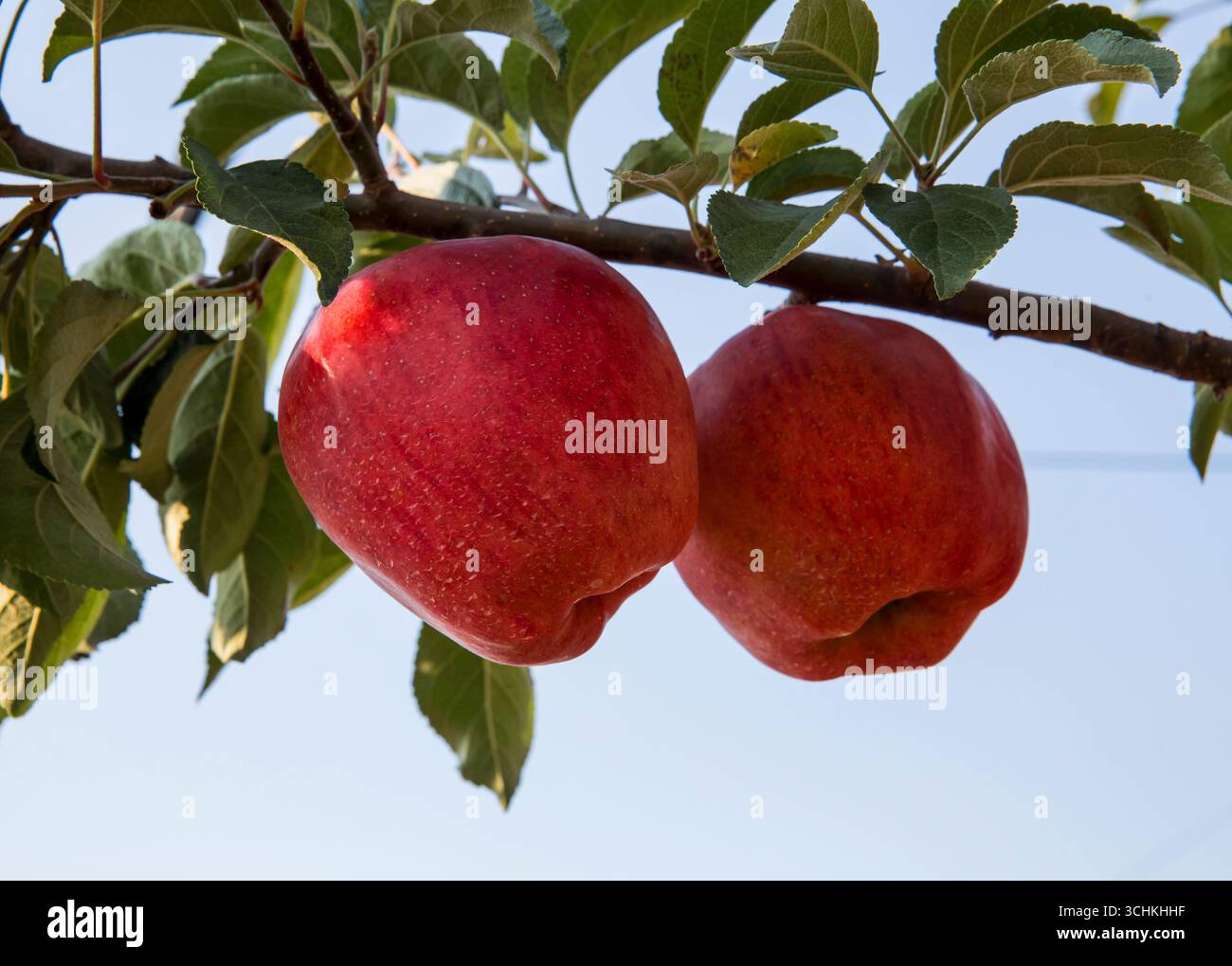 Rami di meli rossi maturi Foto Stock