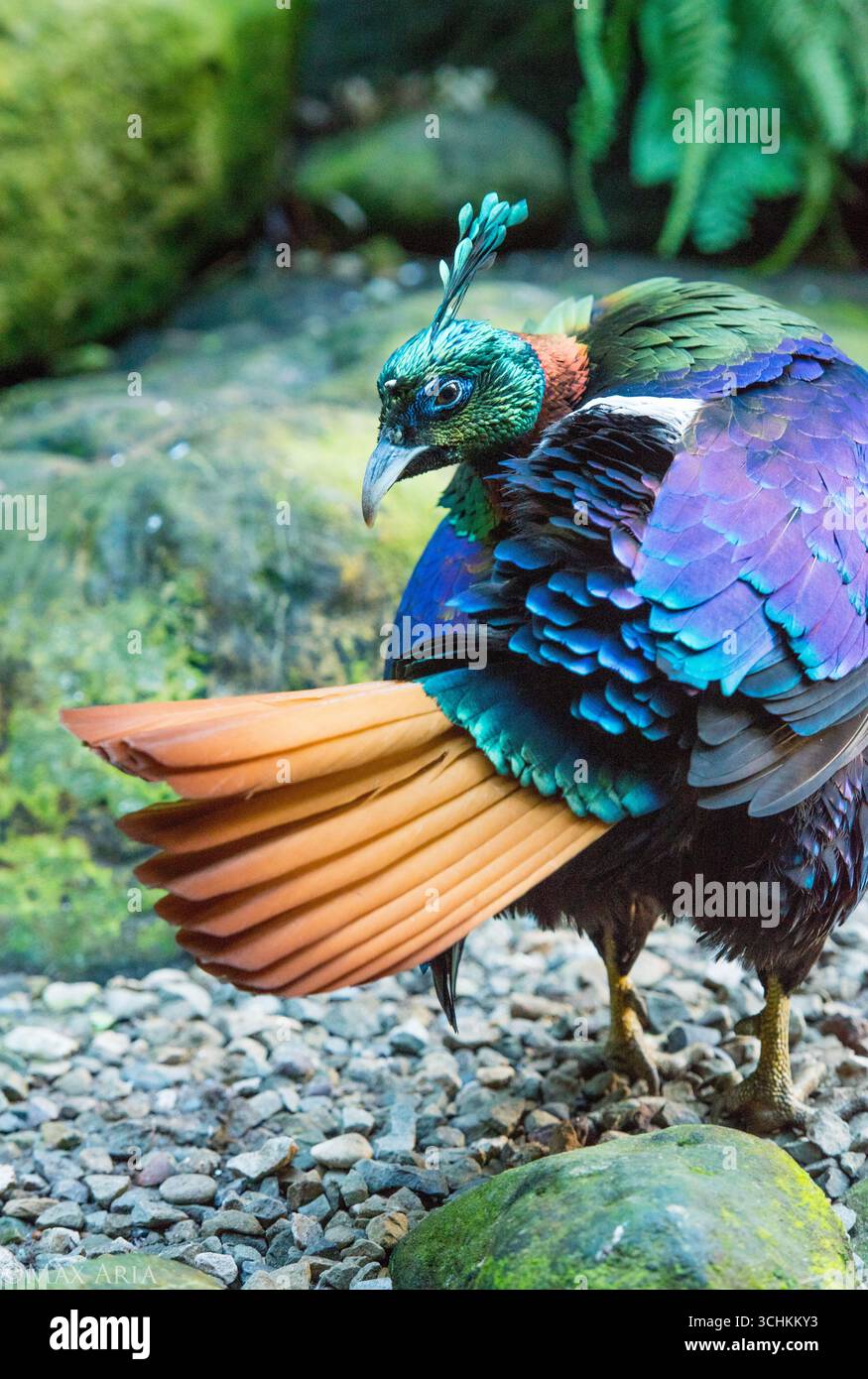 Pavone in posa sulle spalle in un ambiente bellissimo. Foto di alta qualità Foto Stock