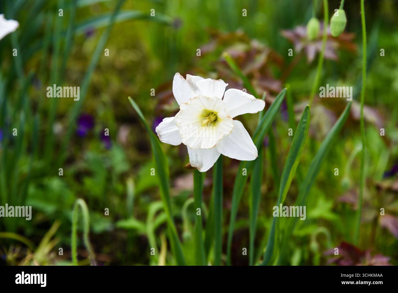 Primo piano di un fiore di narcisi bianco in piena fioritura con delicati petali e un morbido centro verde, che cresce in un giardino primaverile tra foglie verdi fresche. Foto Stock