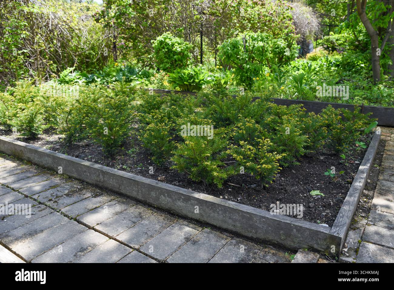 Piccoli arbusti di conifere che crescono in un letto rialzato con sentieri in pietra intorno, circondati da lussureggianti piante e alberi verdi in un giardino soleggiato all'aperto. Foto Stock