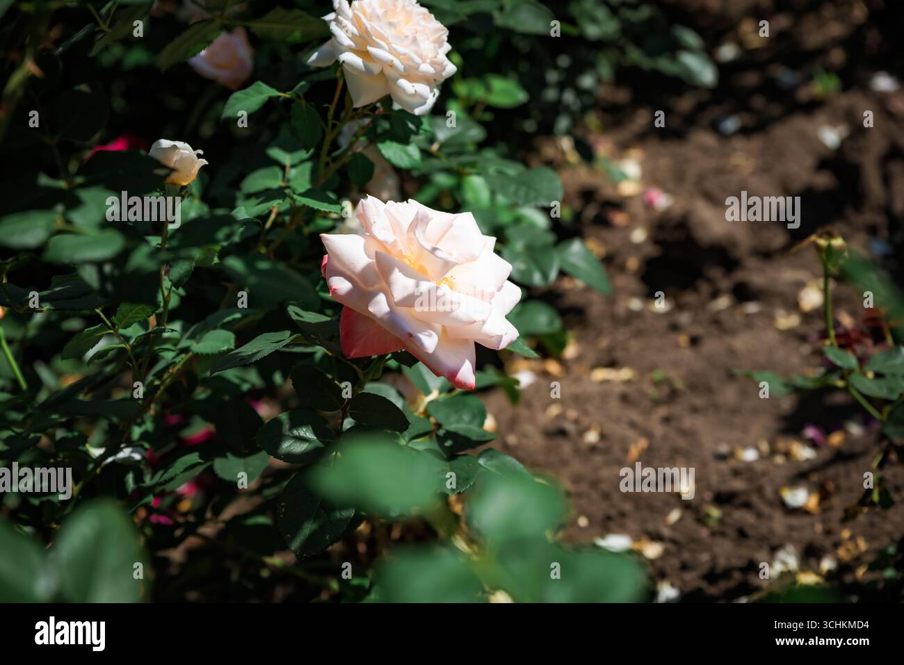 Elegante rosa Secret Hybrid tea rose con luce soffusa, petali bianchi bordati di rosa blush, fascino, fragranza e raffinata bellezza Foto Stock