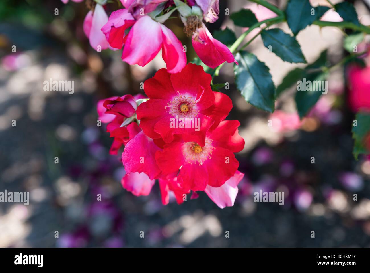 Rosa arrampicata Rosa Dortmund Kordesii con grandi fiori rossi e centri bianchi che fioriscono nel giardino, vivace varietà di rose ornamentali con foli lucidi Foto Stock