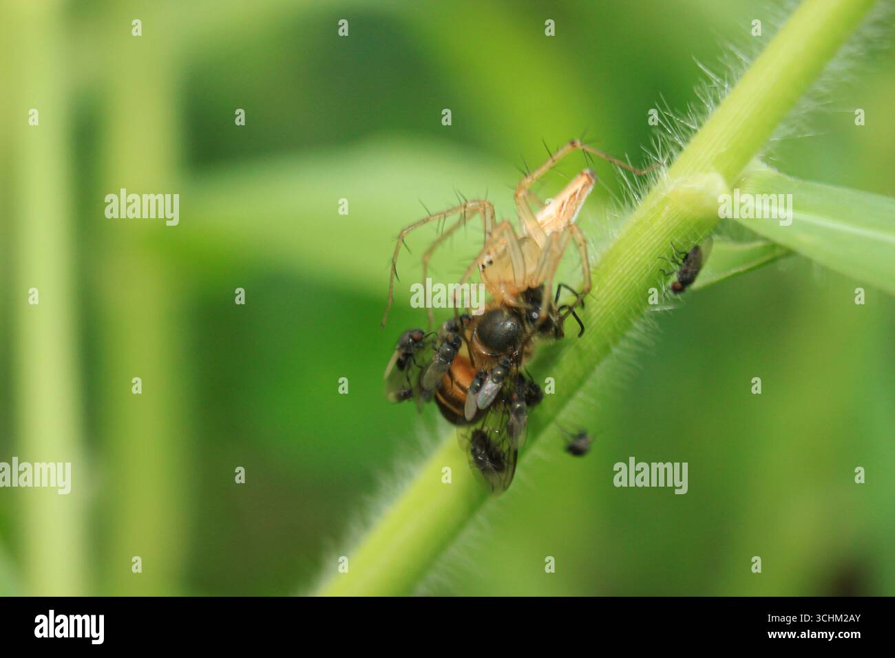 Un ragno di Lynx striato o Oxyopes salticus che mostra un comportamento opportunistico che ruba api morte da un gruppo di piccole mosche che proteggono le prede con avidità naturale Foto Stock