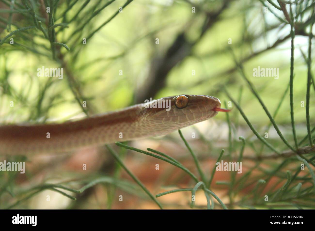 Un serpente africano che scivola su foglie di pino di fronte alla fotocamera con pupilla visibile sull'orientamento orizzontale Foto Stock