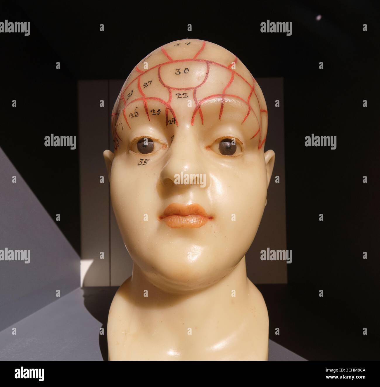 Un modello di cera di una testa con il cervello diviso in sezioni numerate. Alla curiosità, museo della scienza, Museo di Palazzo Poggi. A Bologna, Italia. Foto Stock