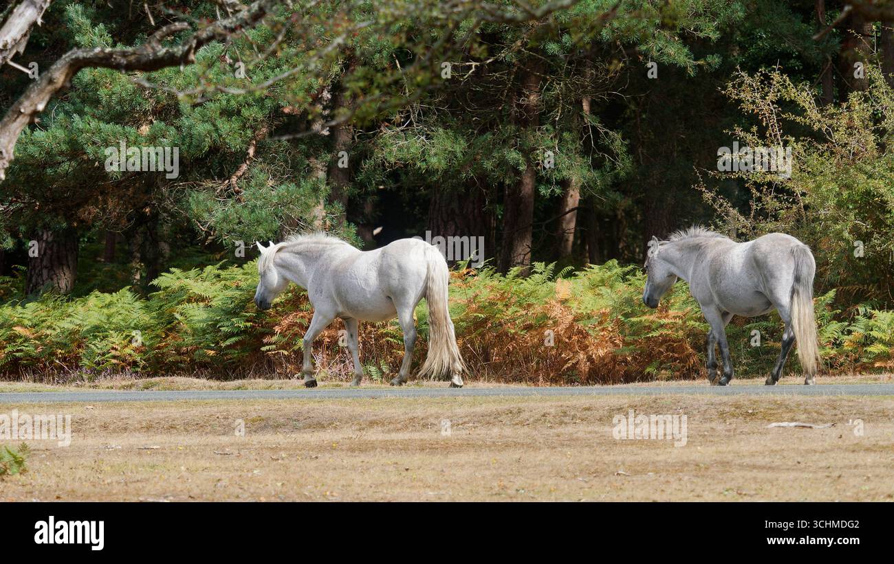 Due nuovi pony bianchi della foresta Foto Stock