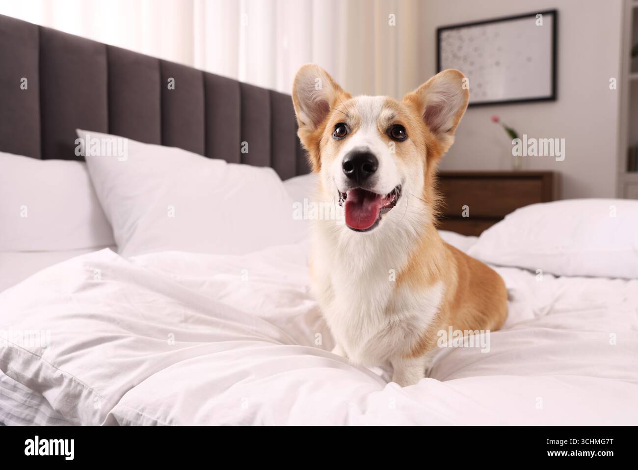 Hotel in cui sono ammessi gli animali domestici. Bel cane seduto sul letto all'interno Foto Stock