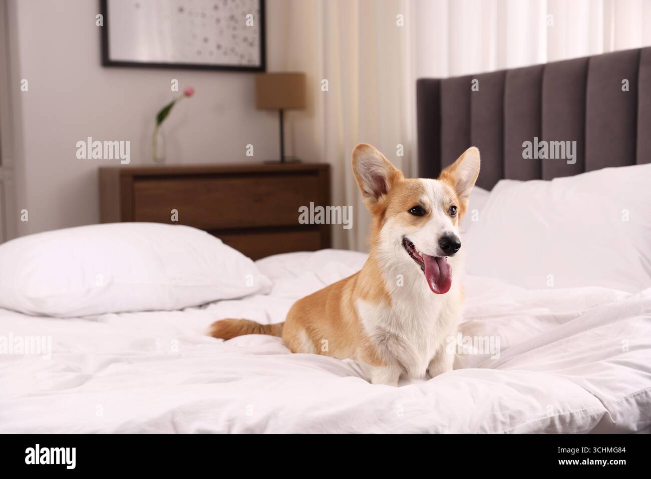 Hotel in cui sono ammessi gli animali domestici. Bel cane seduto sul letto all'interno Foto Stock