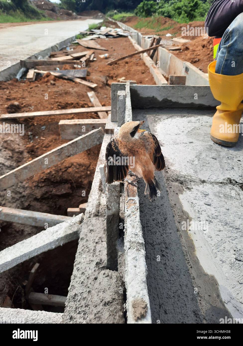 Uccello arroccato su una struttura in cemento nel cantiere, un momento unico di fauna selvatica nell'ambiente industriale urbano Foto Stock