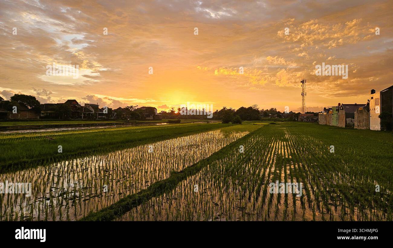 Tramonto dorato sul verde campo di riso con riflessi sull'acqua, paesaggio agricolo rurale nella tranquilla campagna - Immagine stock catturata con smartphone