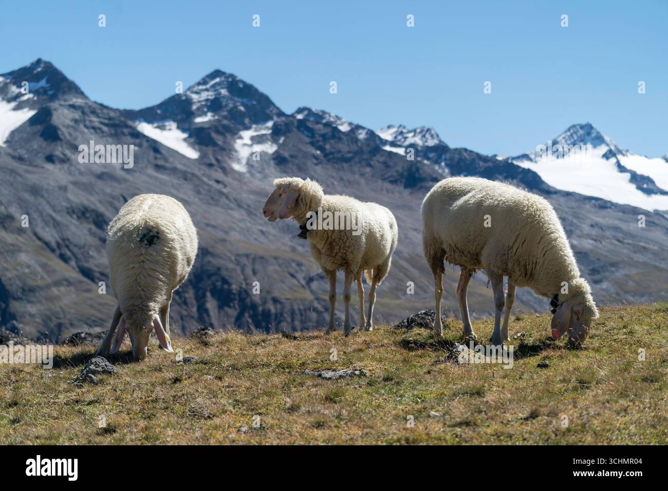 Pecore al pascolo a Ötztal vicino a Vent, Austria Foto Stock
