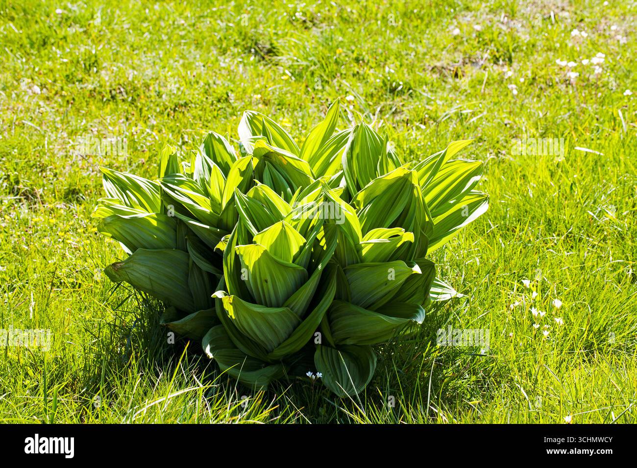 Grande Gentiana lutea gialla foglie nel prato alpino del Parco naturale regionale Vercors Vercors Francia maggio 2015 Foto Stock