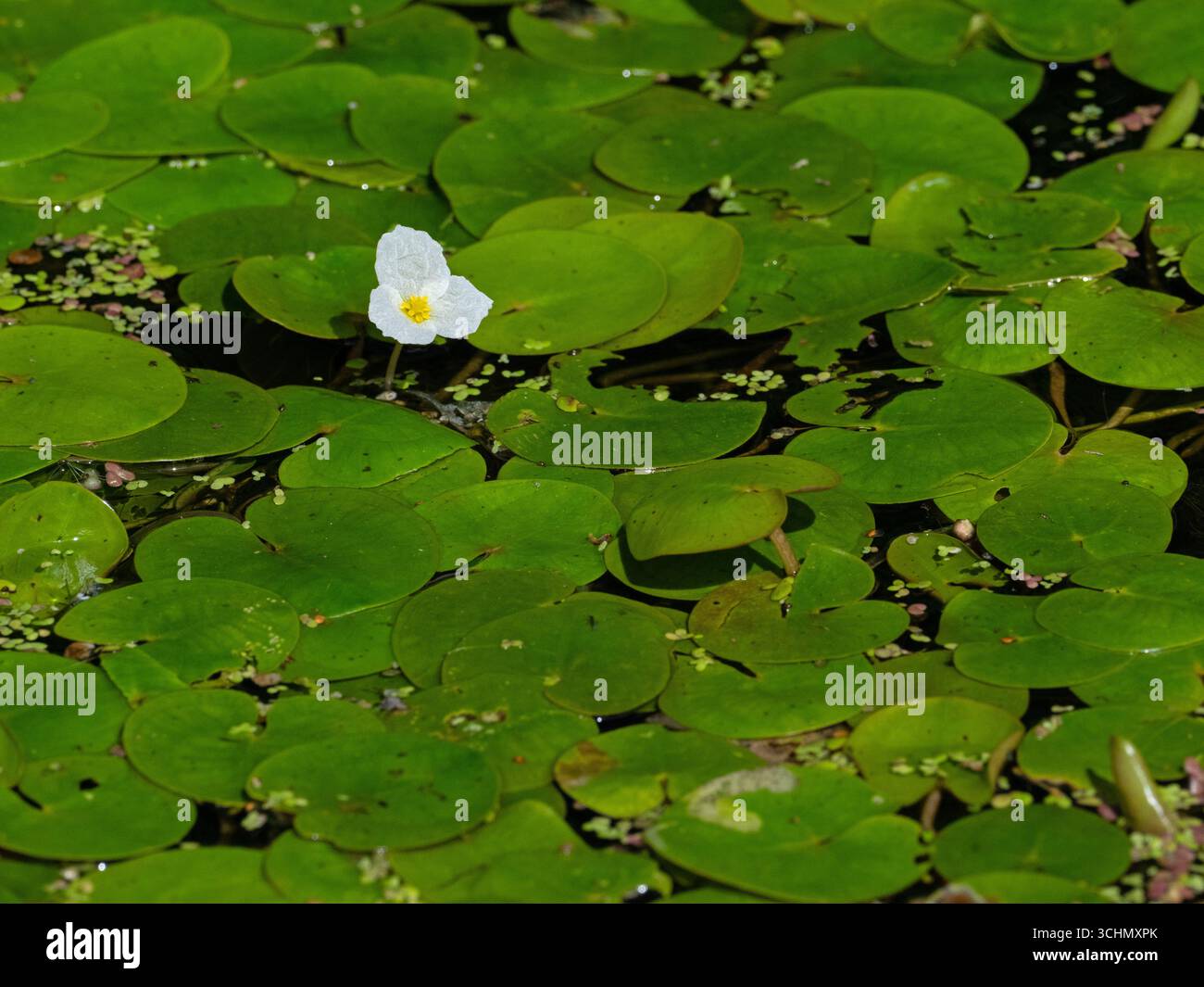 Frogbit Hydrocharis morsus-ranae in Glastonbury Canal, Ham Wall RSPB Reserve, Avalon Marshes, Somerset Levels and Moors, Somerset, Inghilterra, Regno Unito, agosto Foto Stock