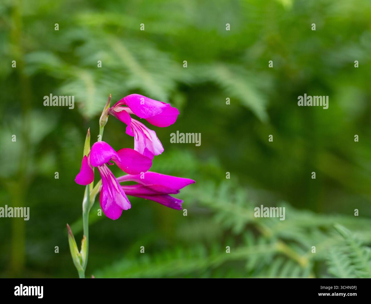 Wild gladiolus Gladiolus illyricus New Forest National Park, Hampshire, Inghilterra, Regno Unito, luglio 2024 Foto Stock
