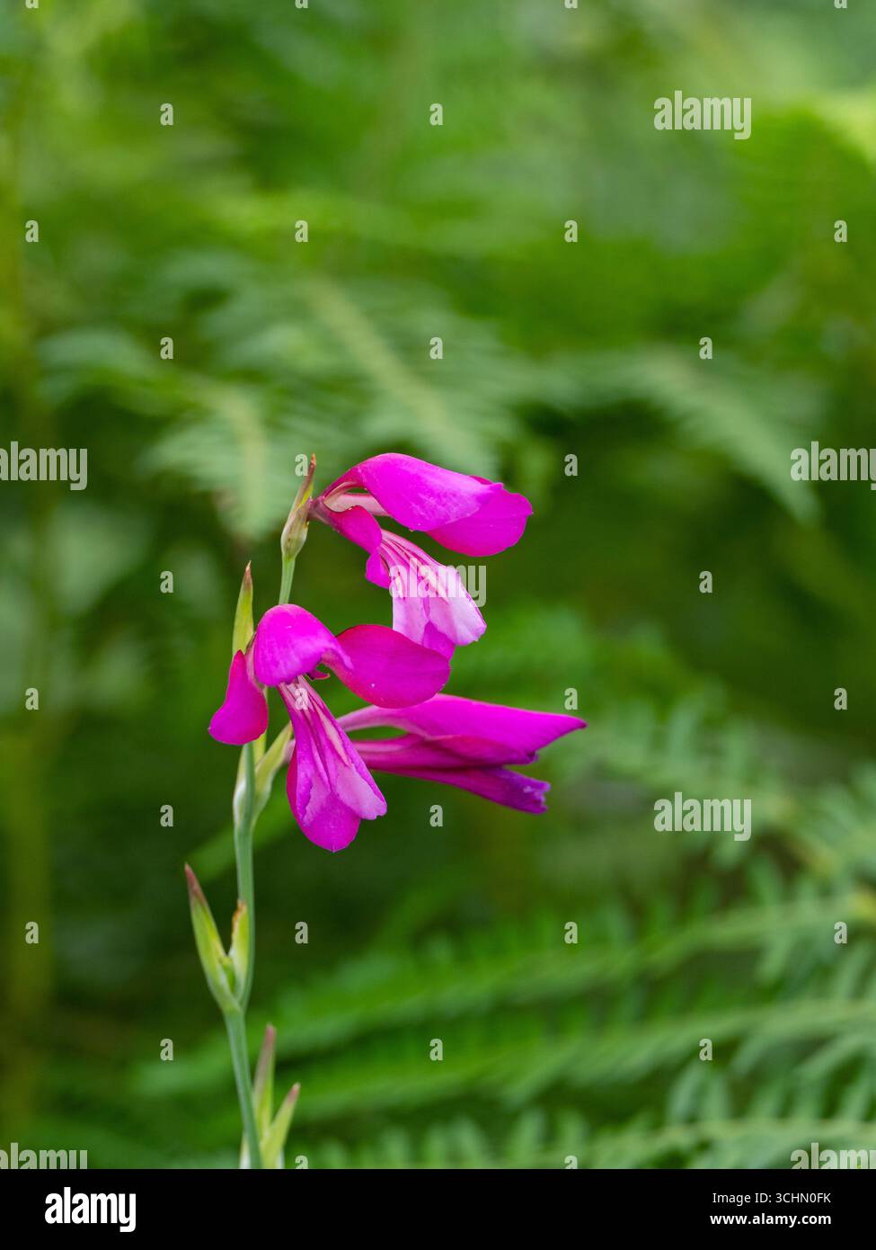 Wild gladiolus Gladiolus illyricus New Forest National Park, Hampshire, Inghilterra, Regno Unito, luglio 2024 Foto Stock