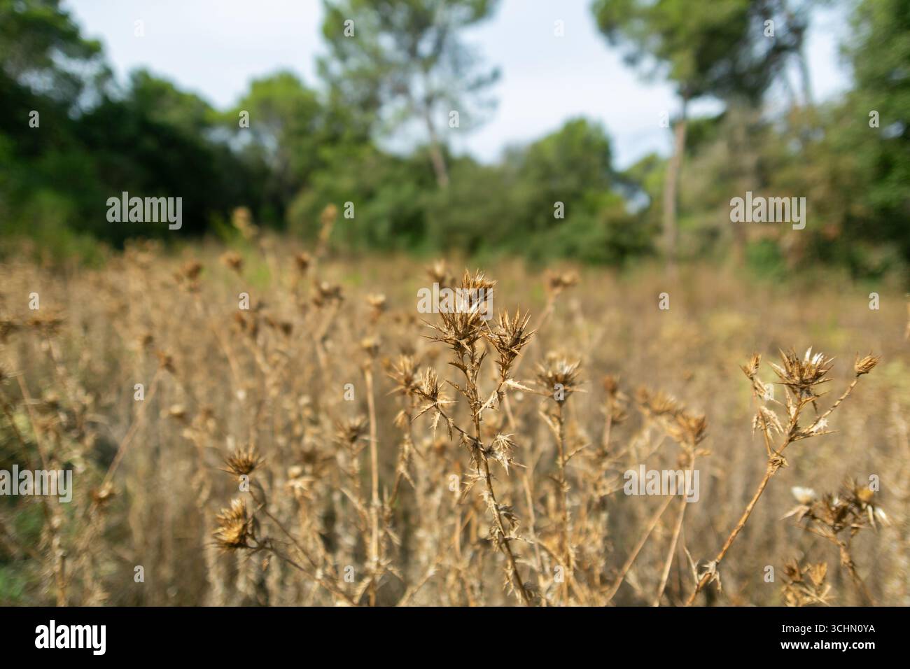 Le piante secche del cardo crescono in un campo, creando un paesaggio naturale e sereno con alberi sfocati sullo sfondo Foto Stock