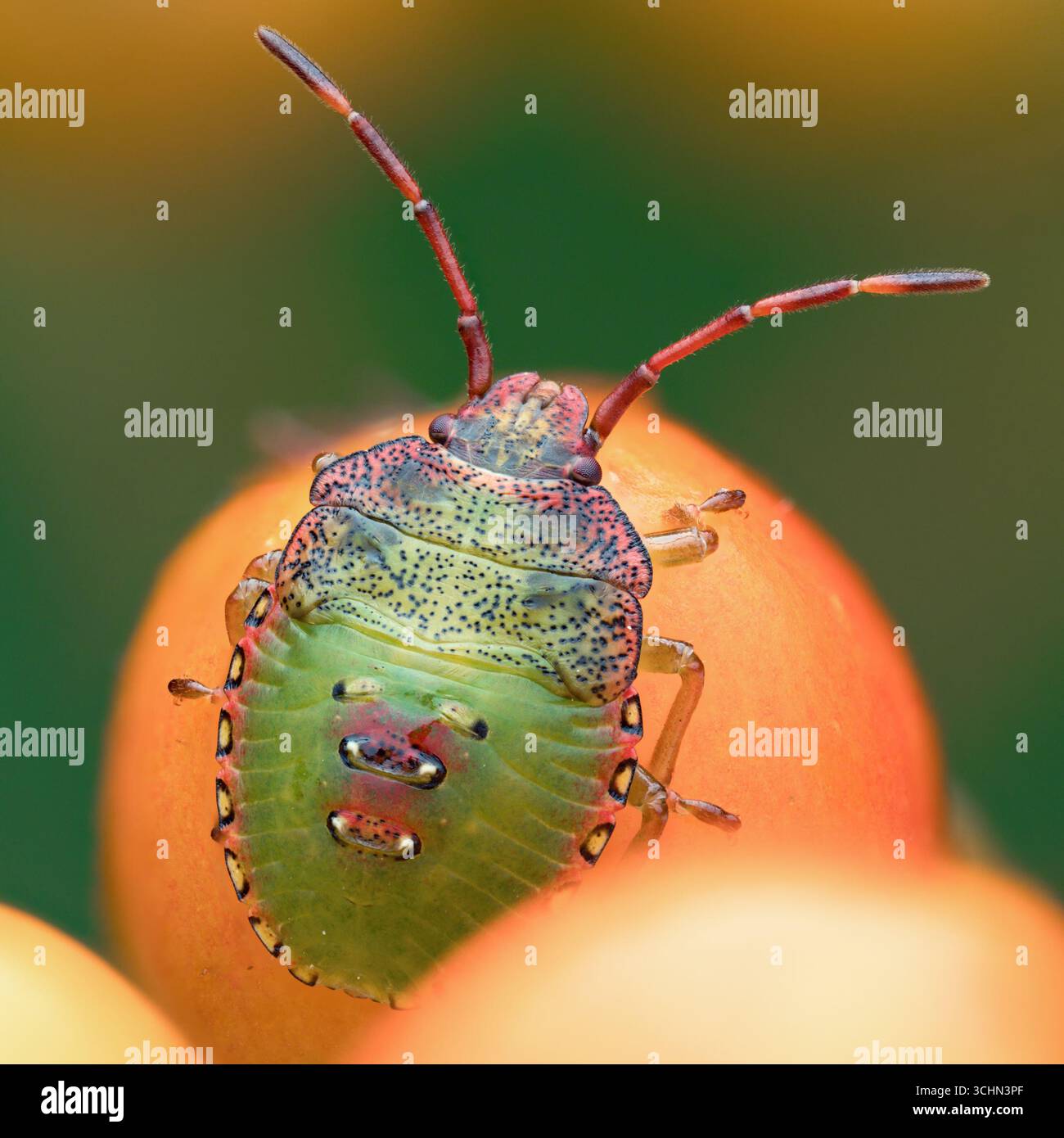 Hawthorn Shieldbug Ninfa (Acanthosoma haemorrhoidale) su bacche di biancospino. Tipperary, Irlanda Foto Stock