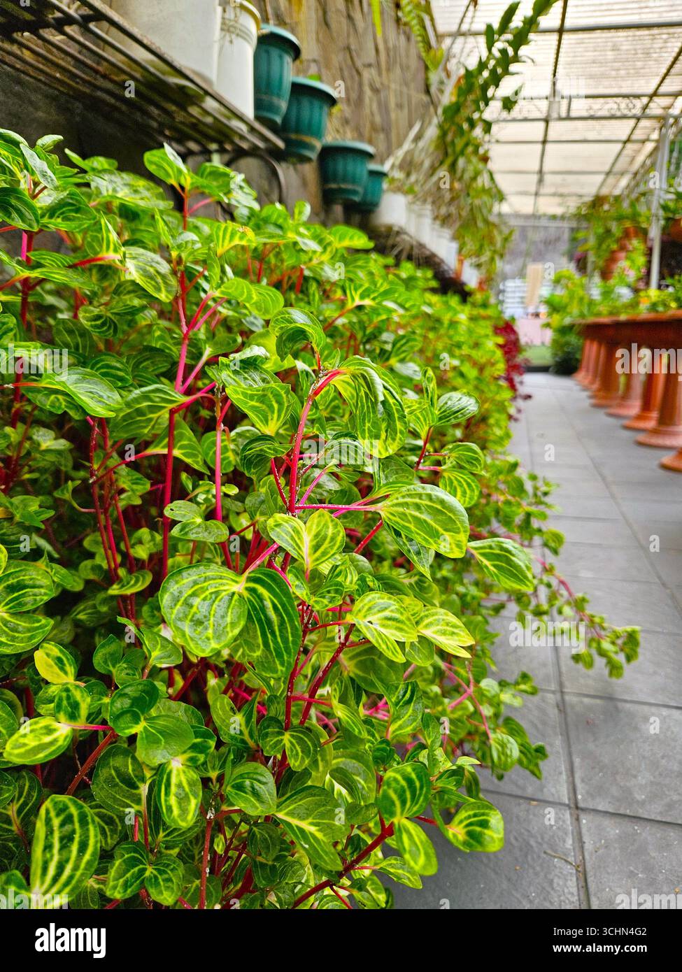 Foglie decorative verdi e rosse di piante da giardino nel cortile esterno, colorate foglie ornamentali per uno sfondo naturale Foto Stock