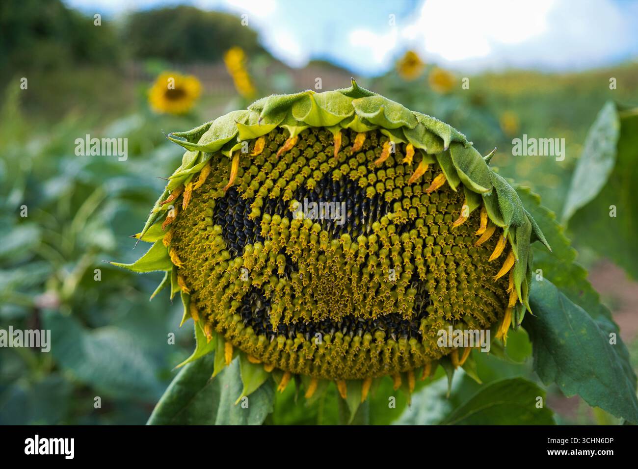 Una faccia sorridente raccolta nella testa di un girasole alla fine dell'estate, nel kent, in Inghilterra Foto Stock