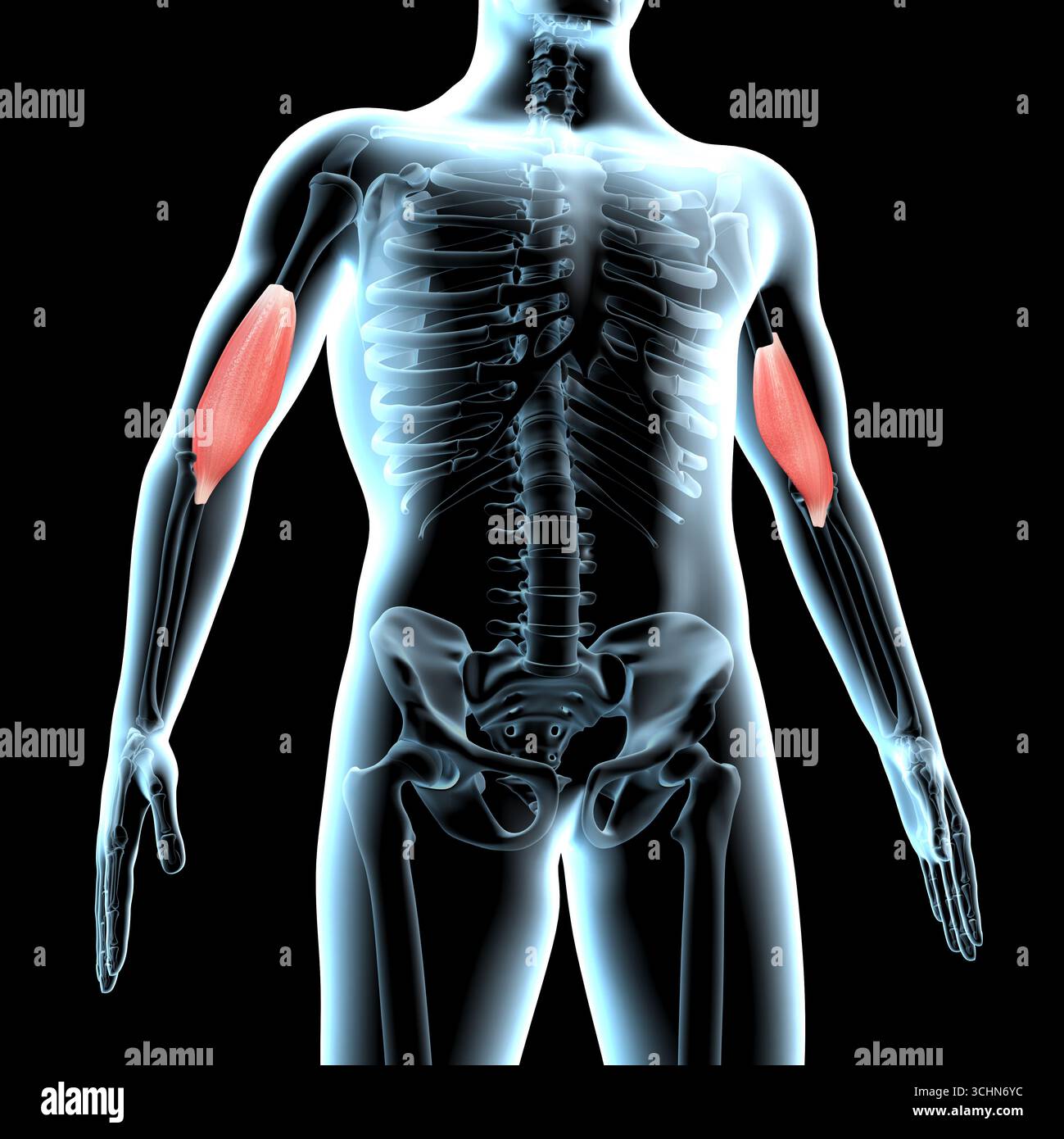 Questa illustrazione 3d mostra la posizione anatomica dei muscoli brachiali sul corpo radiogeno Foto Stock