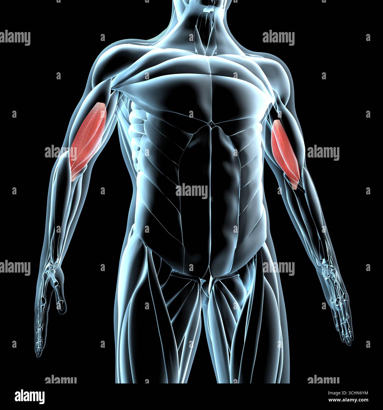 Questa illustrazione 3d mostra una vista dei muscoli brachiali sulla muscolatura a raggi x. Foto Stock