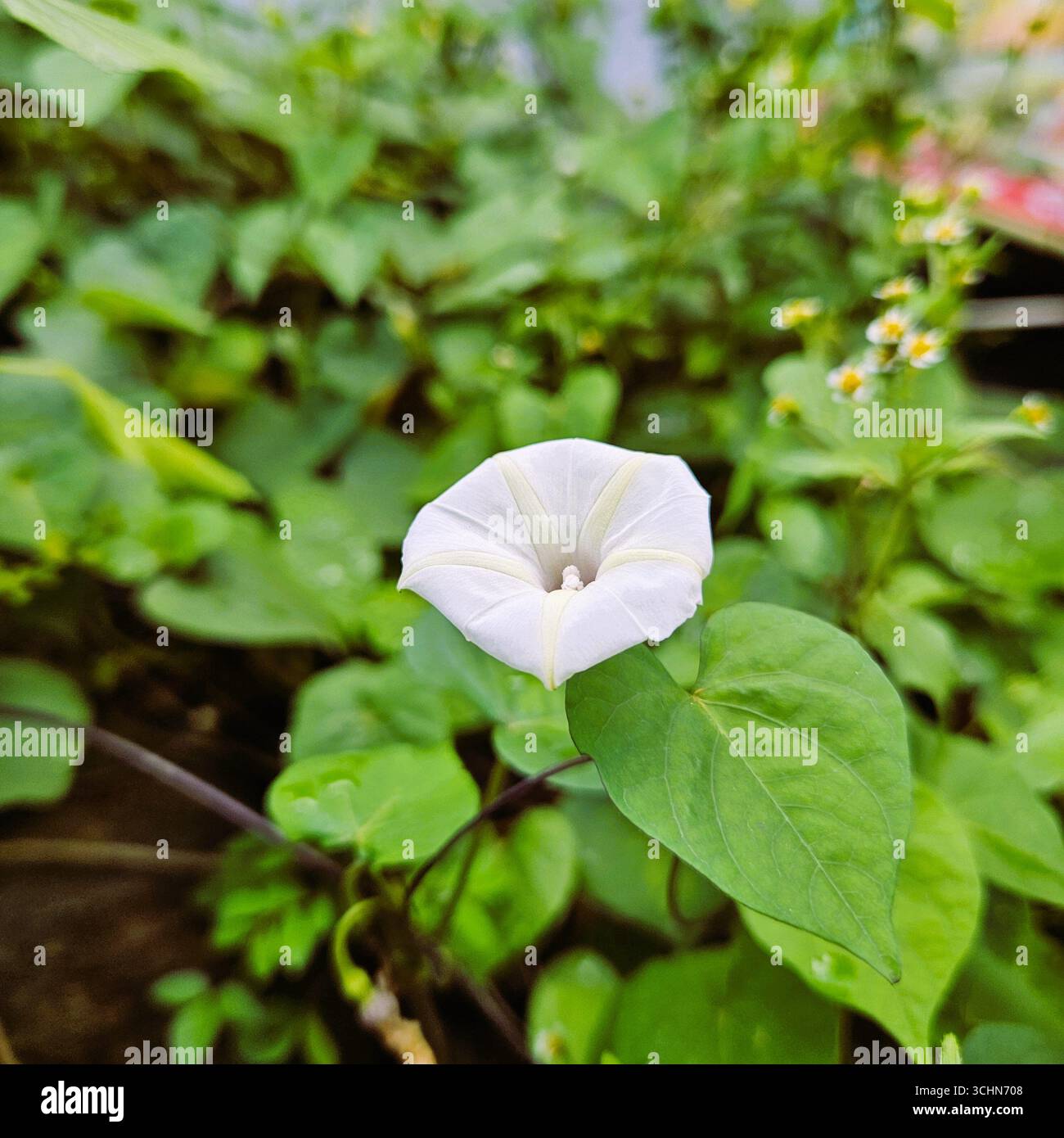 Fiori bianchi che fioriscono con foglie verdi fresche, delicati petali in un ambiente naturale all'aperto - Immagine stock catturata con smartphone
