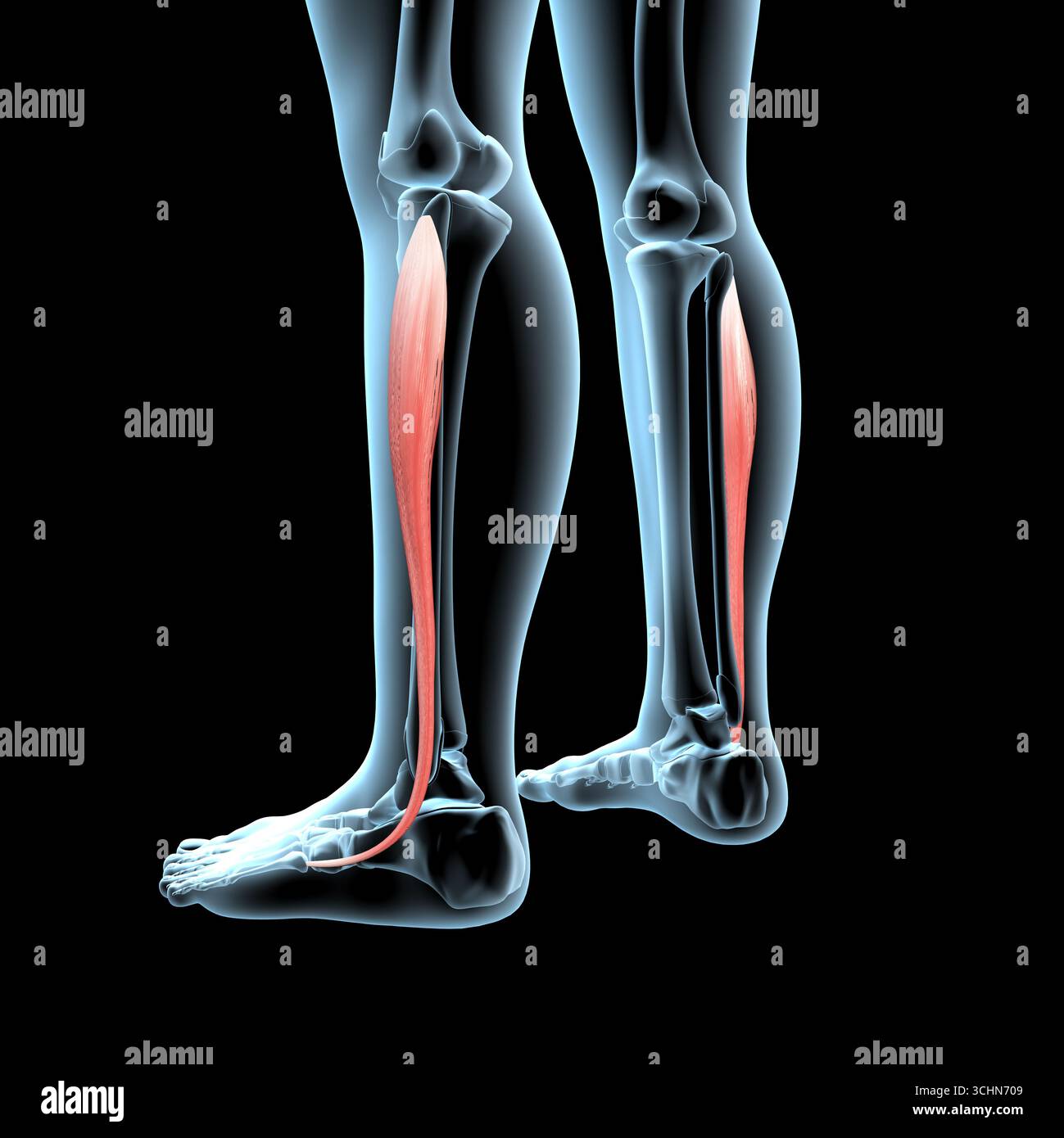 Questa illustrazione 3d mostra la posizione anatomica dei muscoli fibulari longhi sul corpo radiogeno Foto Stock