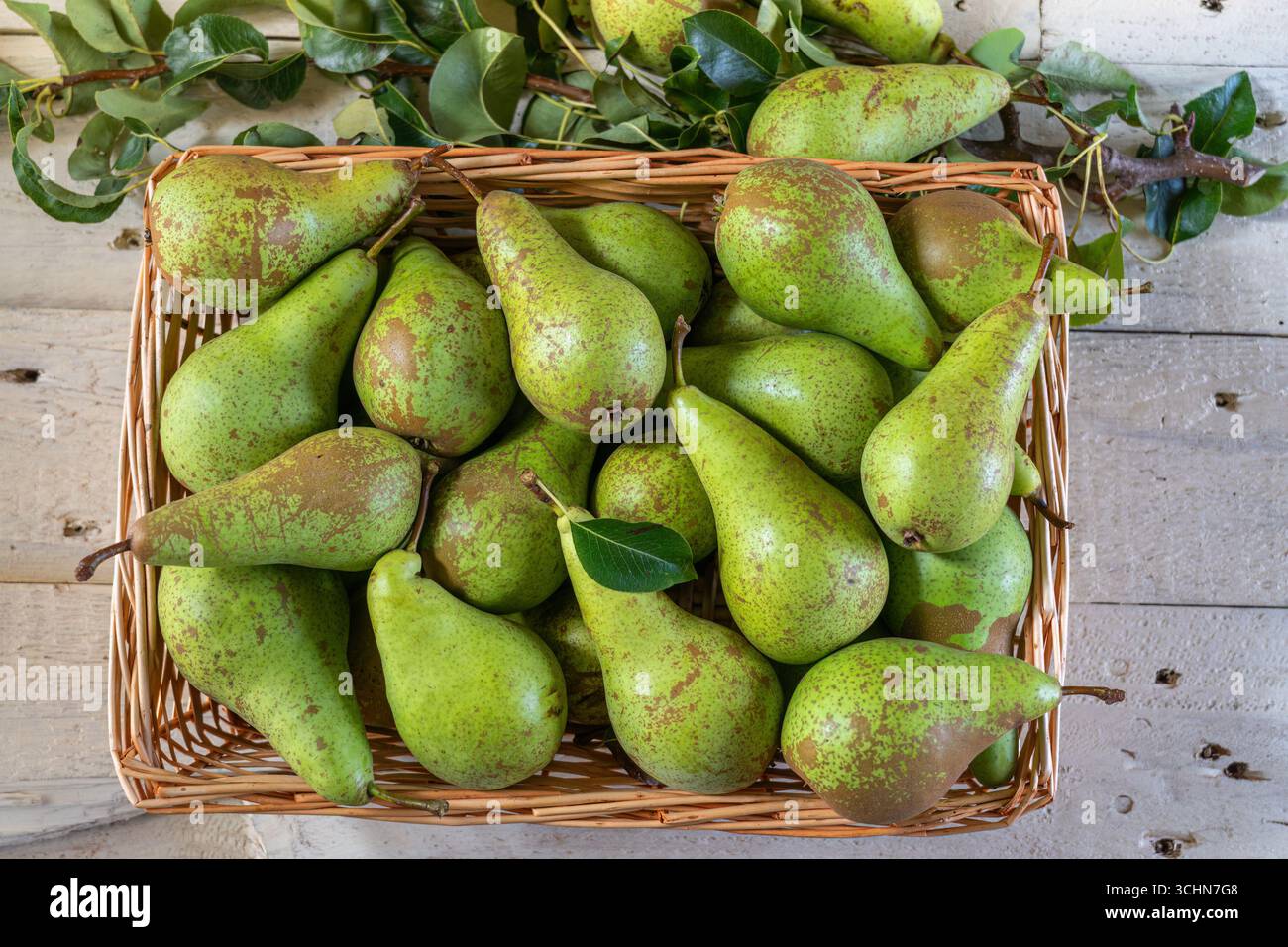 Pere per conferenze di nuova stagione Foto Stock