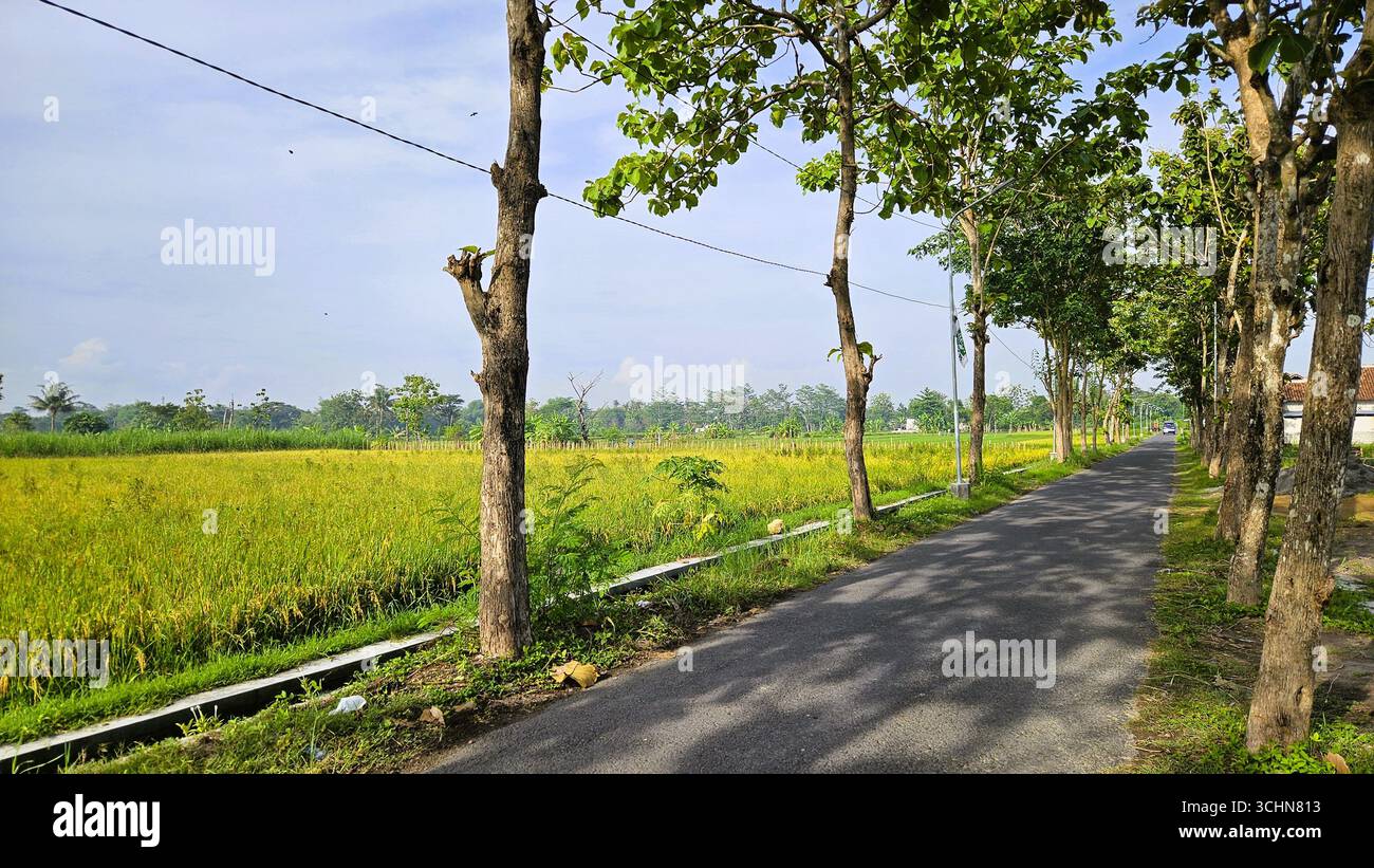 Strada rurale costeggiata da alberi accanto alla risaia, tranquillo paesaggio di campagna alla luce del sole mattutino - Immagine stock catturata con smartphone