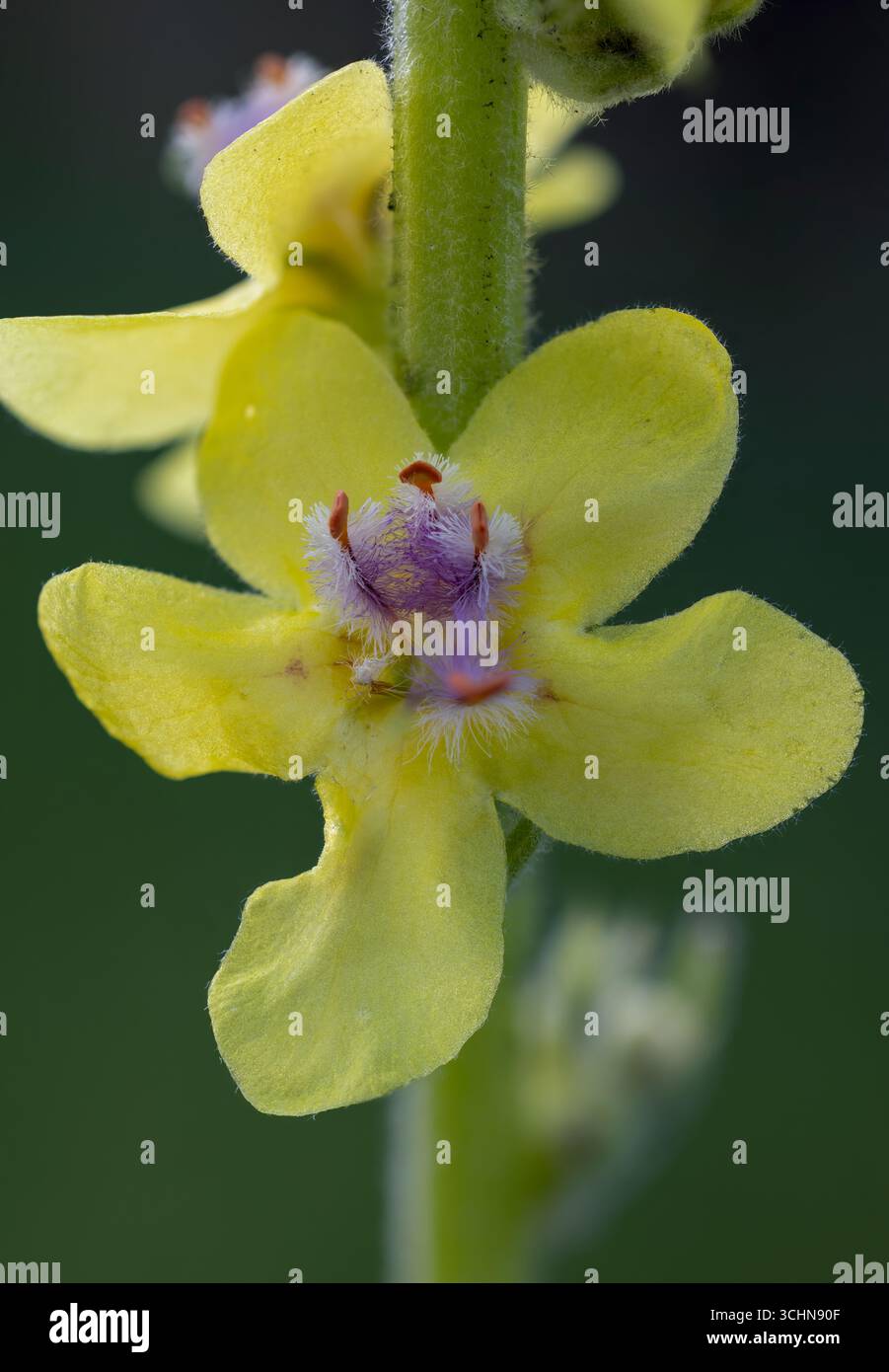 Fioritura di mullein scura Foto Stock