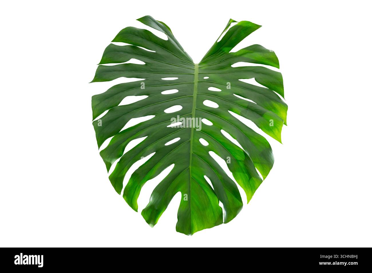 Foglia tropicale di Monstera isolata su sfondo bianco trasparente per design e decorazione. Foglie tropicali isolate di Monstera Foto Stock
