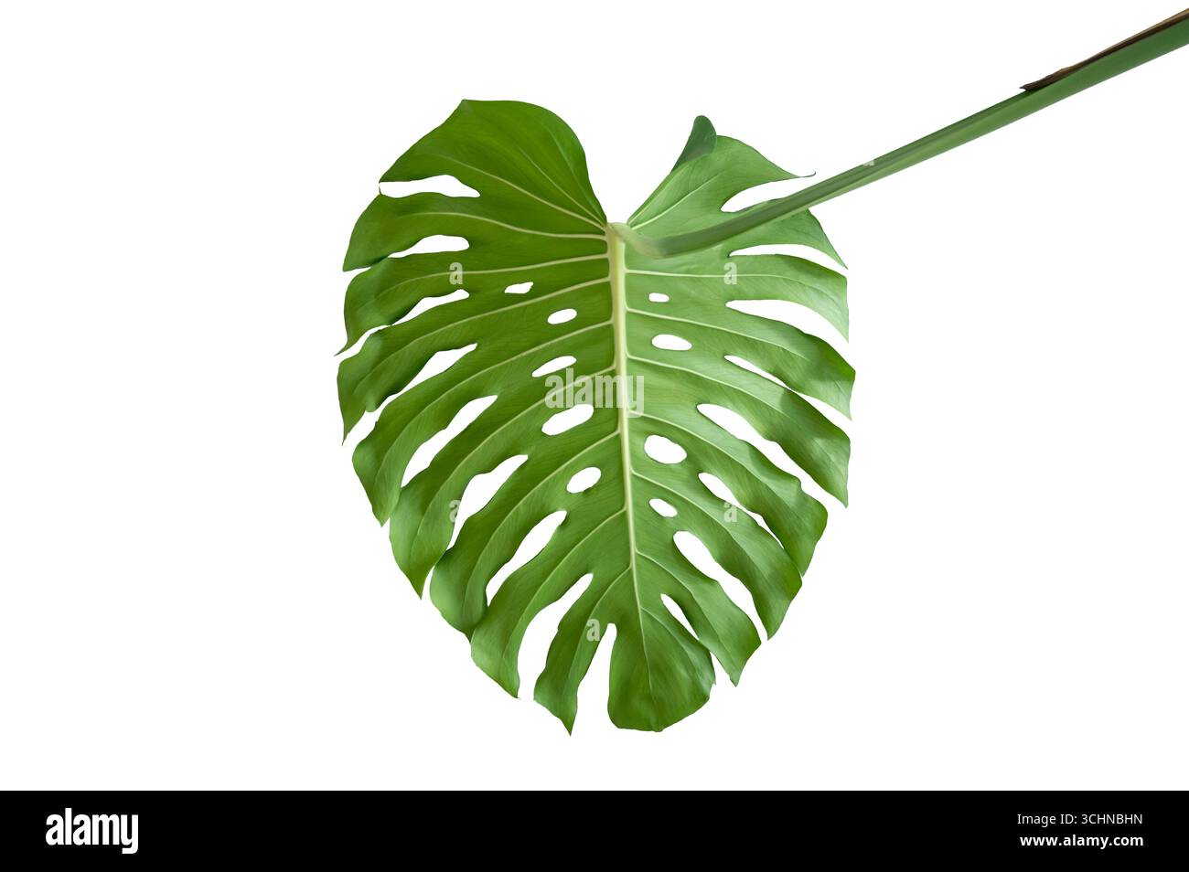 Foglia tropicale di Monstera isolata su sfondo bianco trasparente per design e decorazione. Foglie tropicali isolate di Monstera Foto Stock