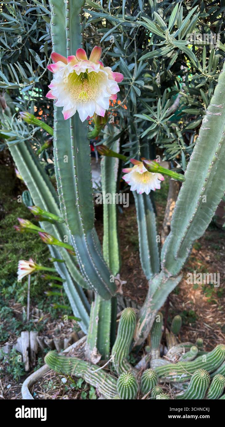 Giglio pasquale Cactus con fiore. Echinopsis oxygona. Bellissimo cactus con fiori nel giardino. Perfetto per temi floreali e botanici. Foto Stock