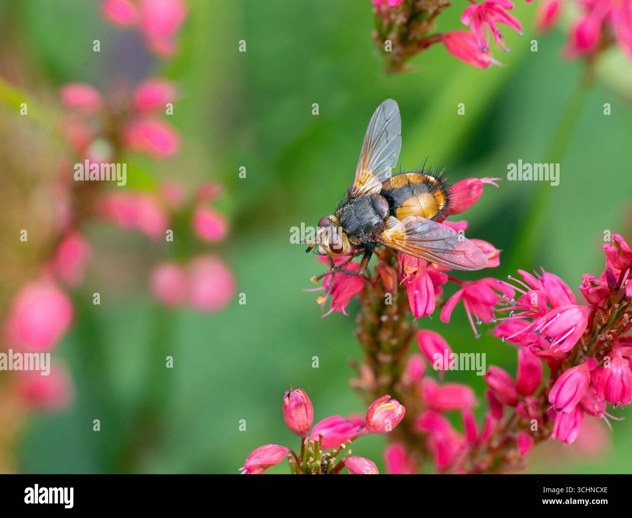 Common Drone Fly - Eristalis tenax agosto estate Foto Stock