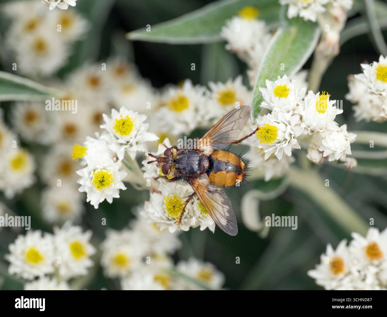 Common Drone Fly - Eristalis tenax agosto estate Foto Stock