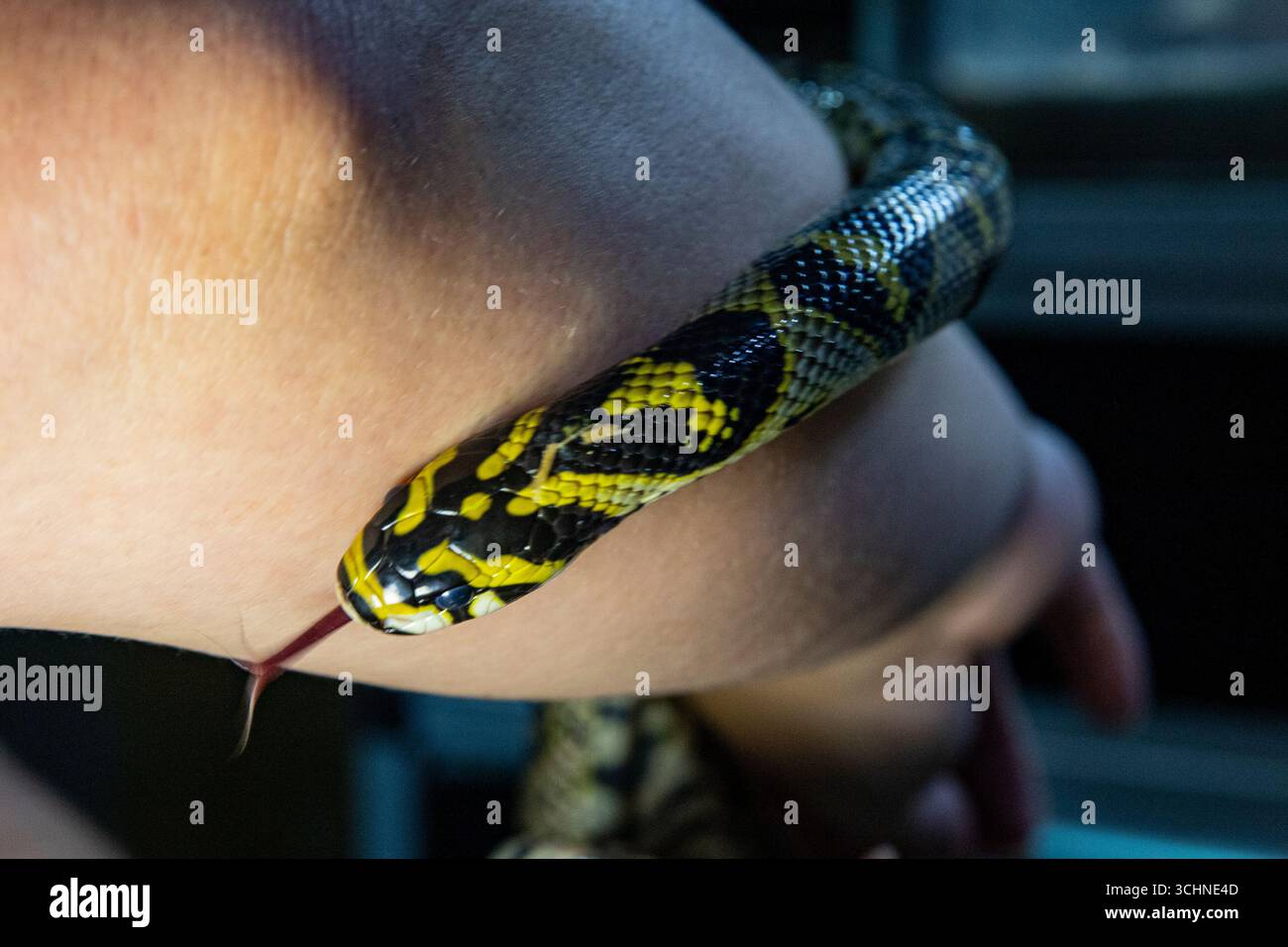 Ritratto di un serpente non velenoso. Serpente nero e giallo Foto Stock