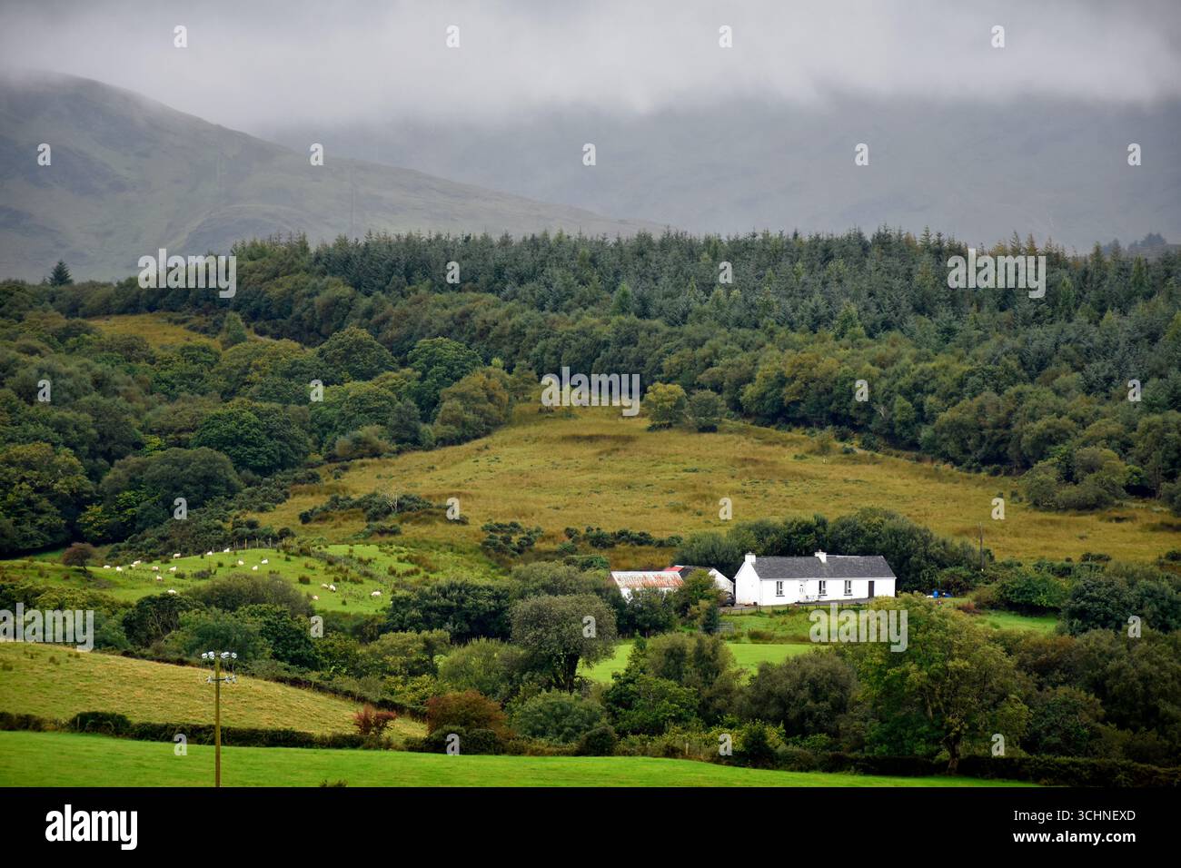 Piccola azienda agricola di pecore nella contea rurale di Donegal, Irlanda. Foto Stock