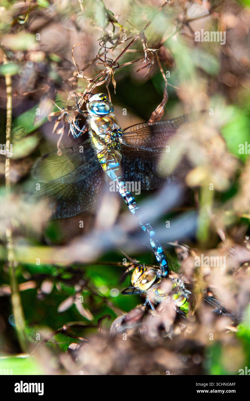 Due dragonfalle Imperatrici che si accoppiano al WWT London Wetland Centre di Barnes a Londra, Regno Unito Foto Stock